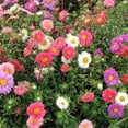 thumbnail image 4 of TomorrowSeeds - Single Mix China Aster Seeds - 6000+ Count - For 2026 Planting Callistephus, 4 of 9