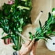 thumbnail image 4 of BRIGHTFUFU 50 piezas de plástico Flower Nutrition Tubo Tubo de agua Tubo de agua para flores frescas, 4 of 7