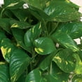 thumbnail image 3 of Costa Farms Plants With Benefits Live Indoor Green Devil's Ivy Pothos Plant in Basket, 3 of 5