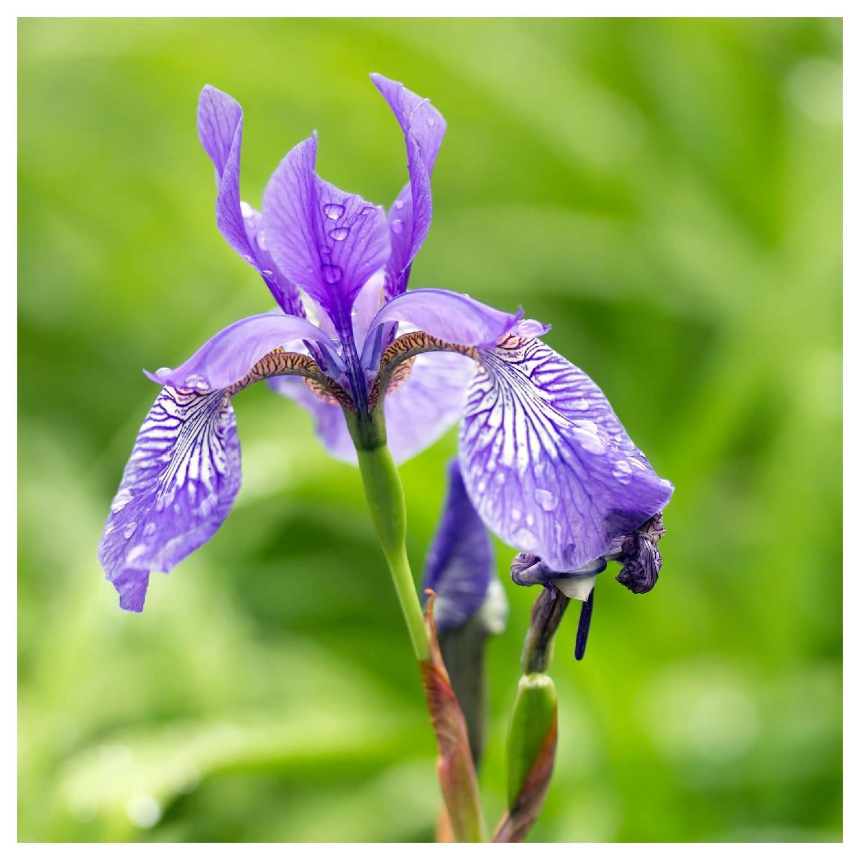 Everwilde Farms - 1 oz Northern Blue Flag Native Wildflower Seeds - Gold Vault Bulk Seed Packet