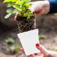 thumbnail image 2 of MasteelfCA 20pcs Succulent Plant Flower Pot Plastic Nursery Pots Flower Plant Starter Pots, 2 of 9