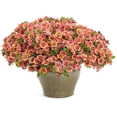 thumbnail image 6 of Proven Winners 4" Orange Superbells Double Vintage Coral Calibrachoa Live Plant in 4.25" Pot (4 Count), 6 of 8