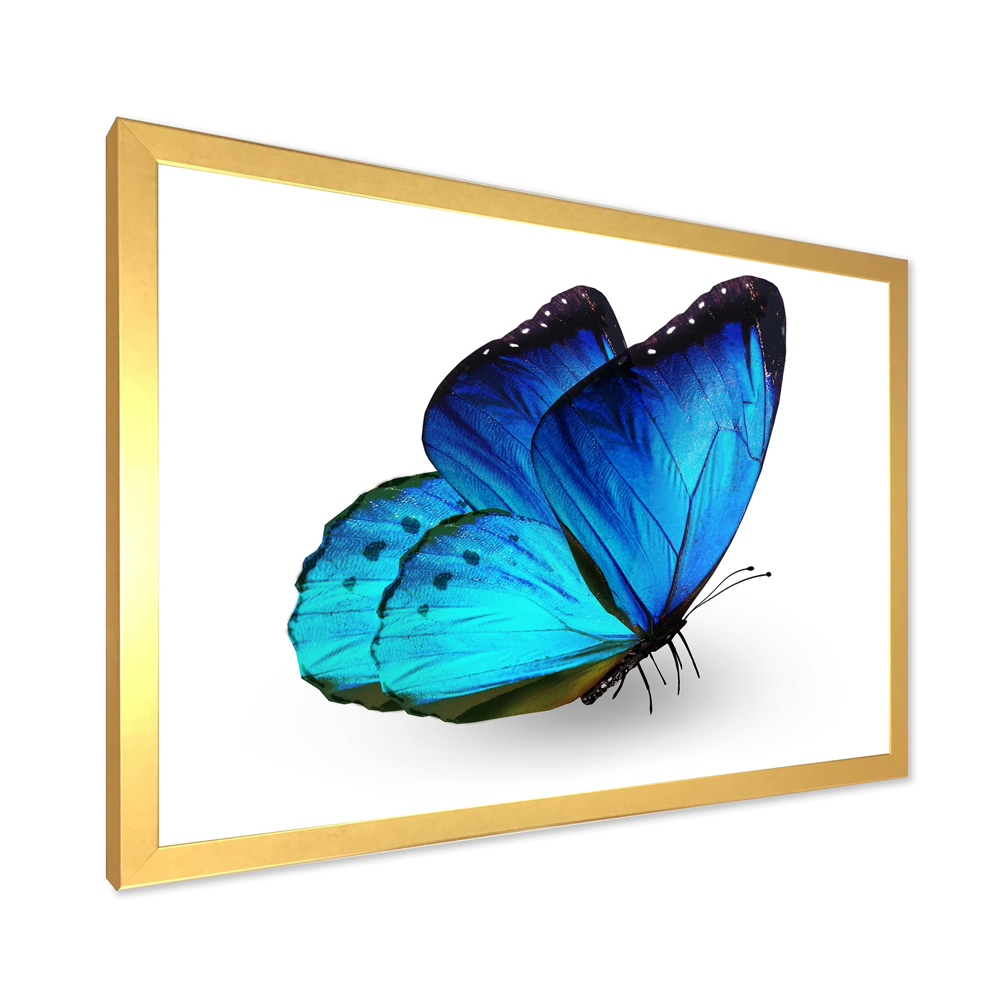 Designart 'Close Up Of Vibrant Blue Butterfly On White' Modern Framed Art Print