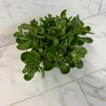 thumbnail image 2 of Jacobsenii Trailing Jade, 6" Plant, 2 of 2