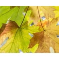 thumbnail image 2 of Jaynes Gallery 24x20 Gold Ornate Wood Framed with Double Matting Museum Art Print Titled - USA-Washington State-Seabeck Bigleaf maple leaves close-up in autumn, 2 of 4