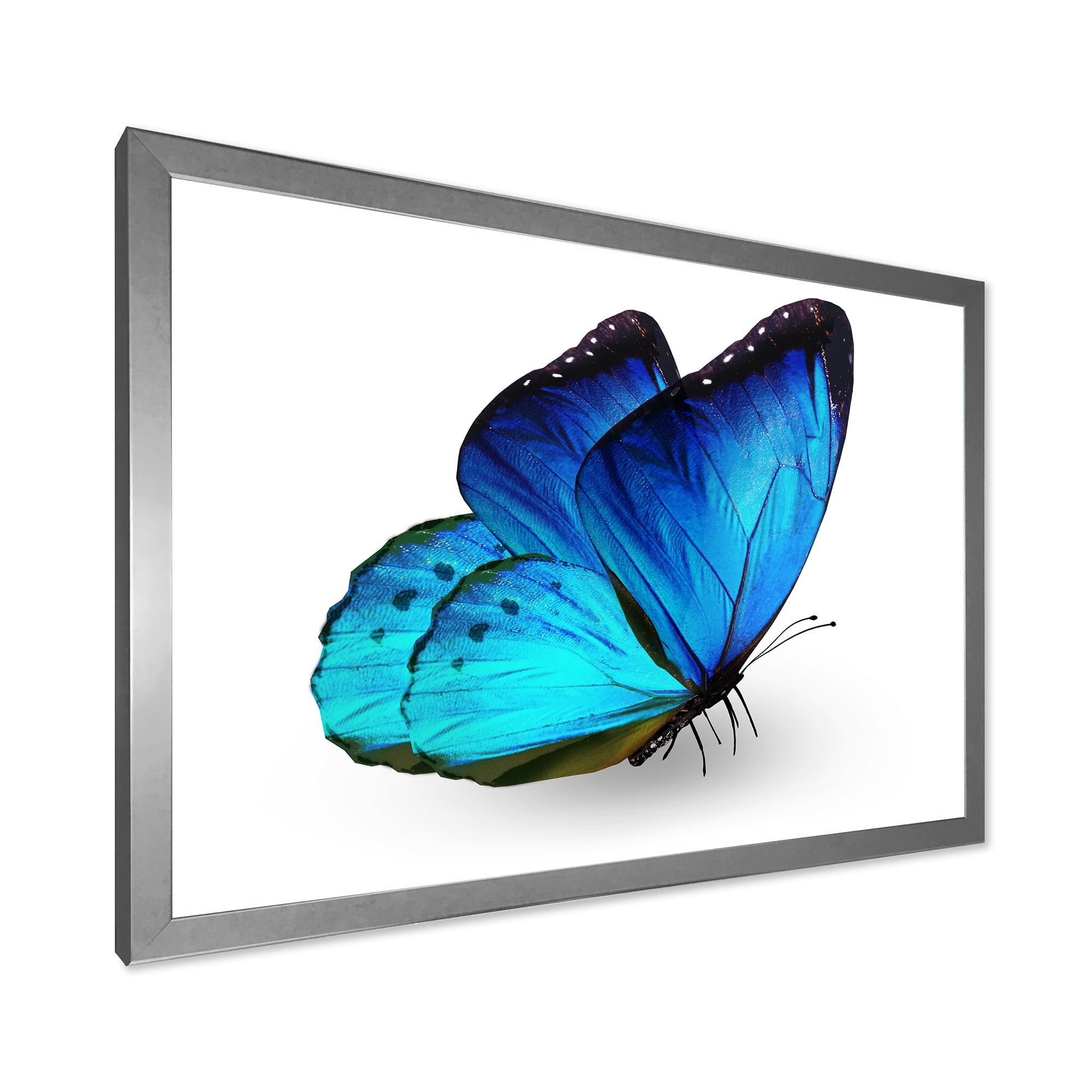 Designart 'Close Up Of Vibrant Blue Butterfly On White' Modern Framed Art Print