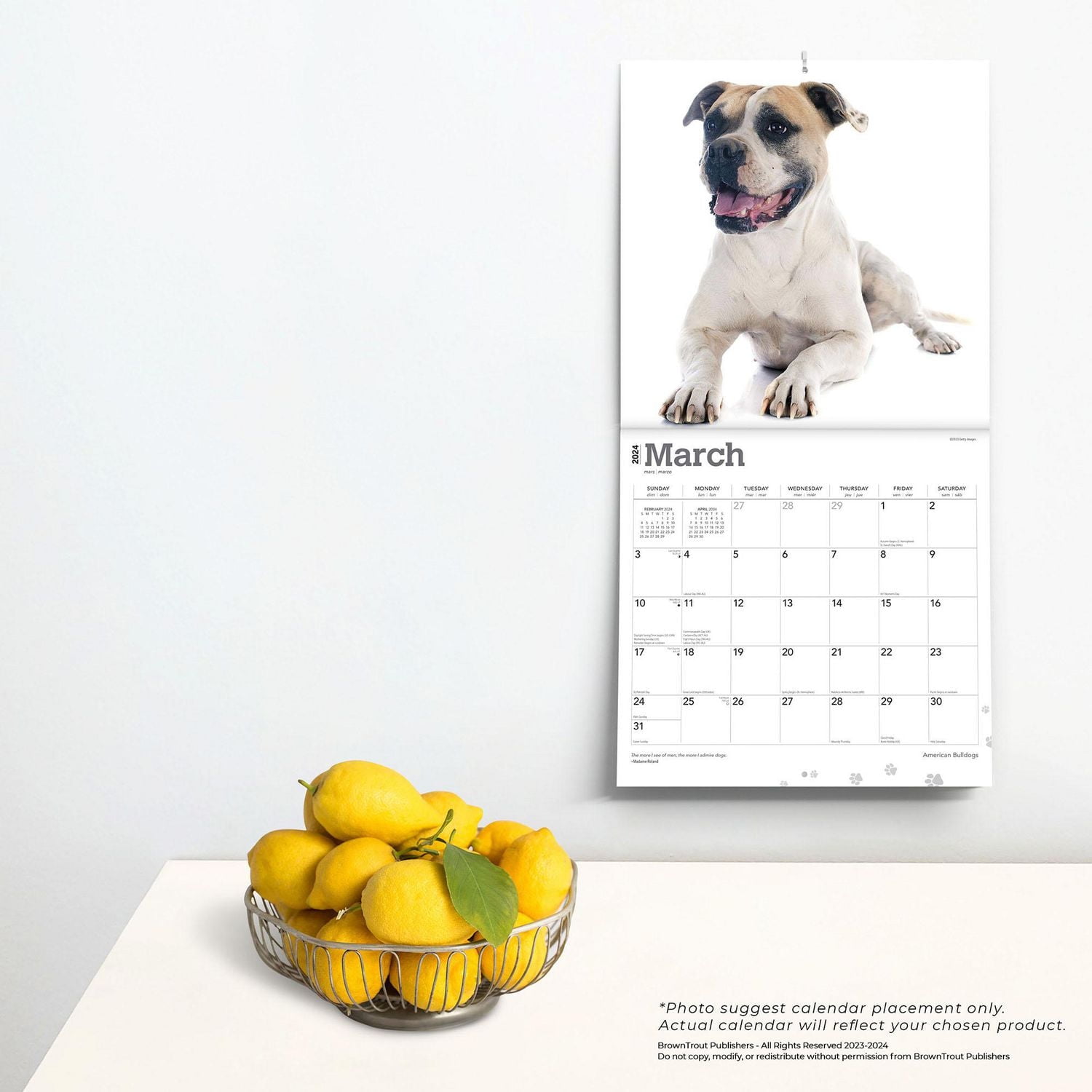 BrownTrout American Bulldogs 2024 12x24 Inch Square Wall Calendar, 9781975470623