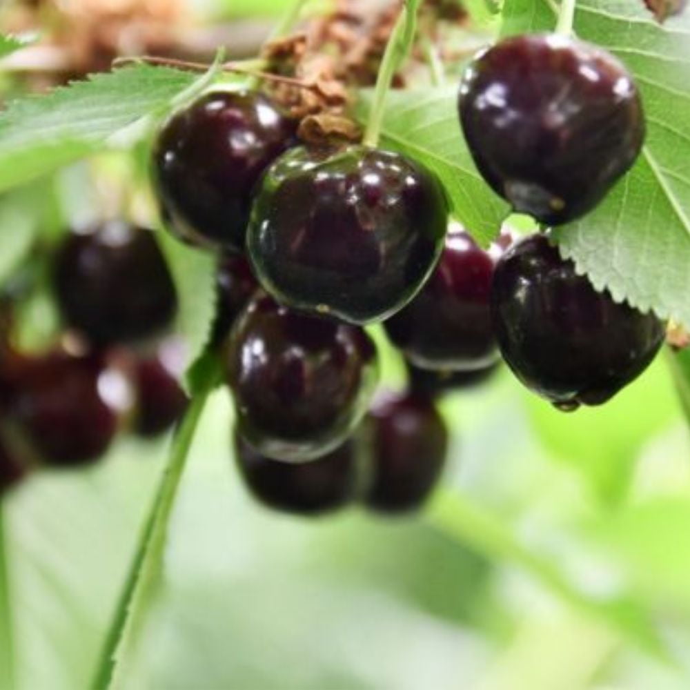 Expert Gardener 3-4 ft tall Sam Fruiting Cherry Live Tree in 7-Gallon Grower Pot