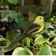 thumbnail image 2 of Adornos Simulados de Estilo para Decoración de Jardines Exteriores, 2 of 6