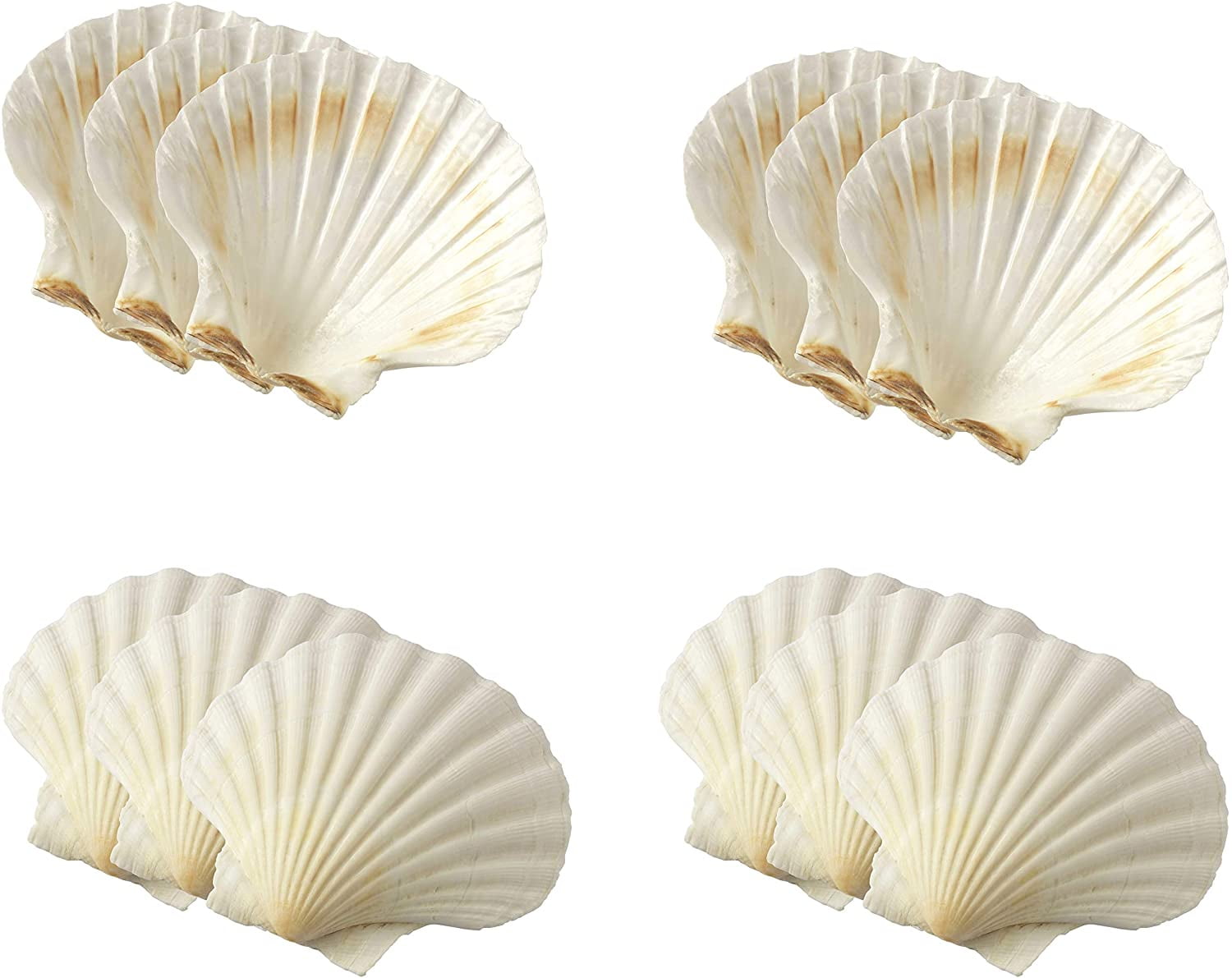 Set of 8 Seashell Maine Man 45678/2 Natural Baking Shells 4-Inches 