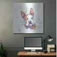 thumbnail image 5 of Luxe Metal Art 'Colorful Watercolor Boston Terrier' by Furbaby Affiliates, Metal Wall Art, 36"x36", 5 of 9