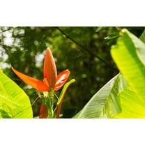 Seed Pack = = =5 Rare seeds -Wild Banana- Ornamental Tropical- -Collectors Favorite- Orange flowers -Musa aurantiaca=Serendipity Seeds