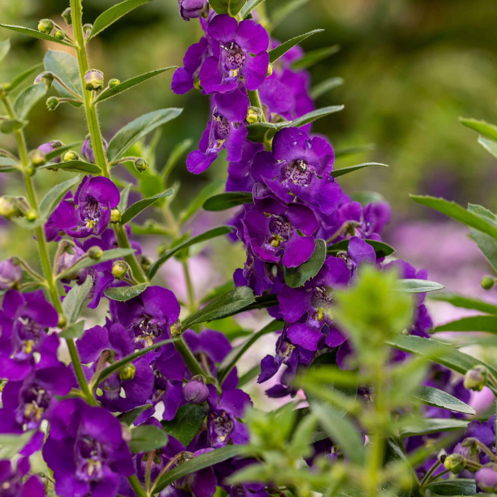 Proven Winners 4" Angelface Blue Summer Snapdragon Live Plant in 4.25" Pot (4 Count)