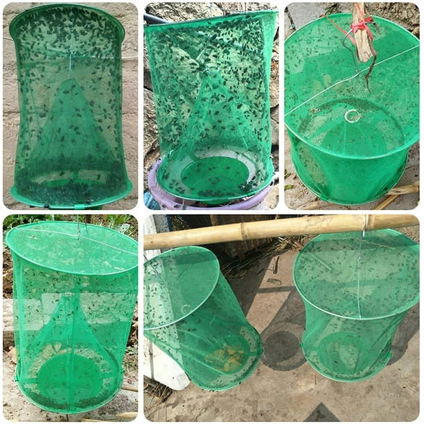 Most effective 2024 fly trap