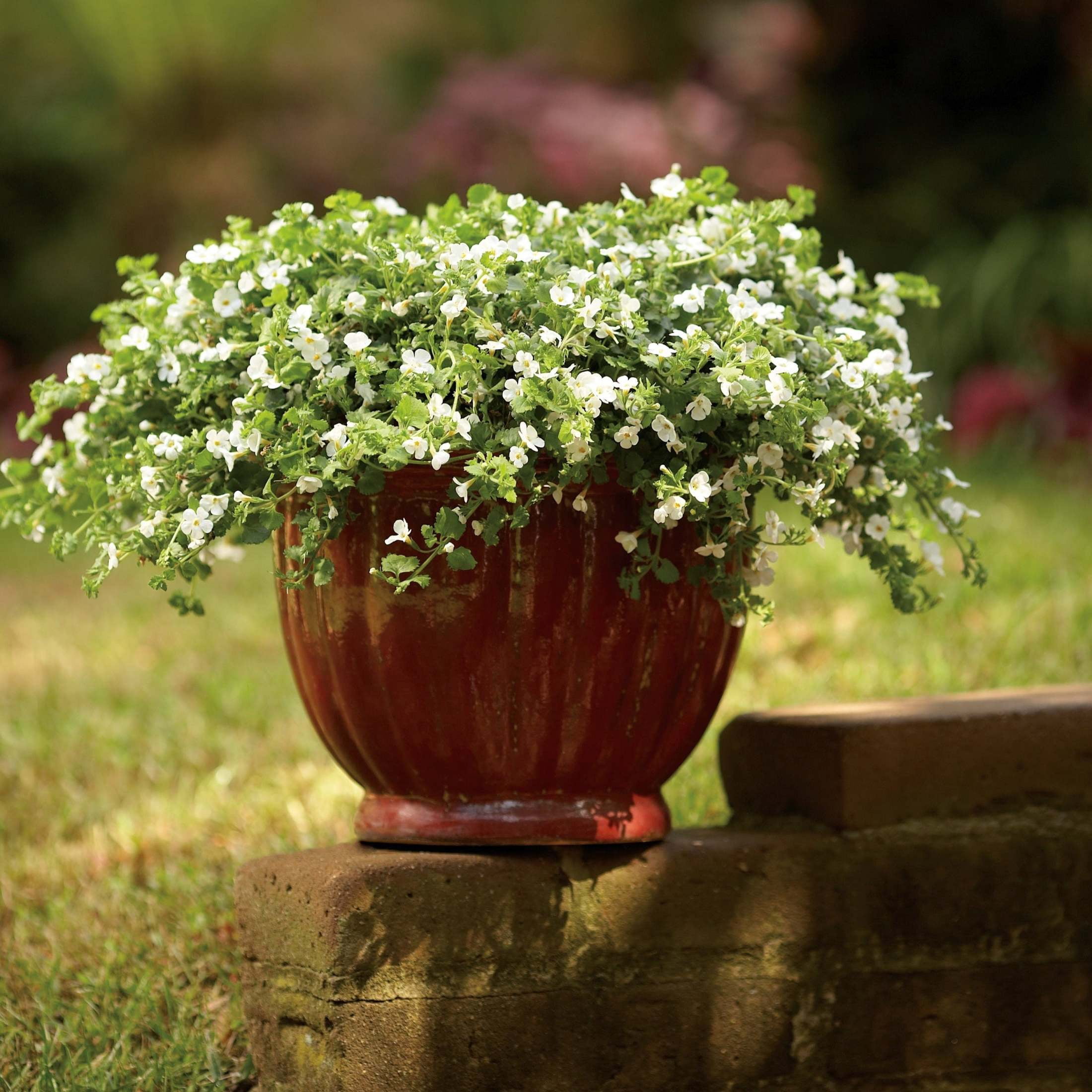 Proven Winners 4" White Snowstorm Giant Snowflake Bacopa Live Plant in 4.25" Pot (4 Count)