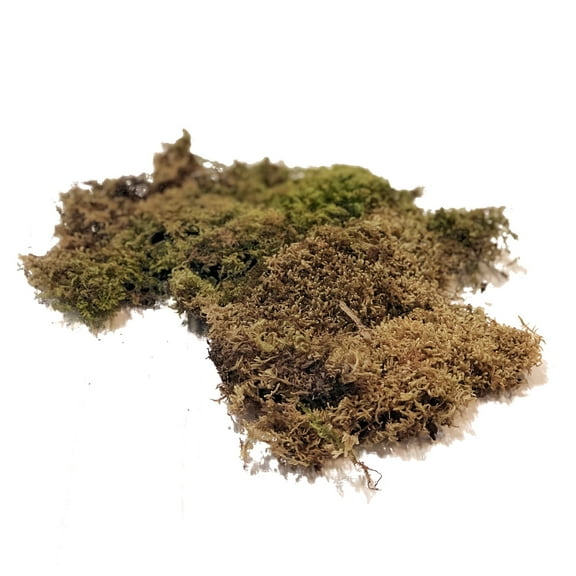 Light Green Sheet Moss - 5 lbs - Fresh Cut Flowers - Moss - by Bloomingmore