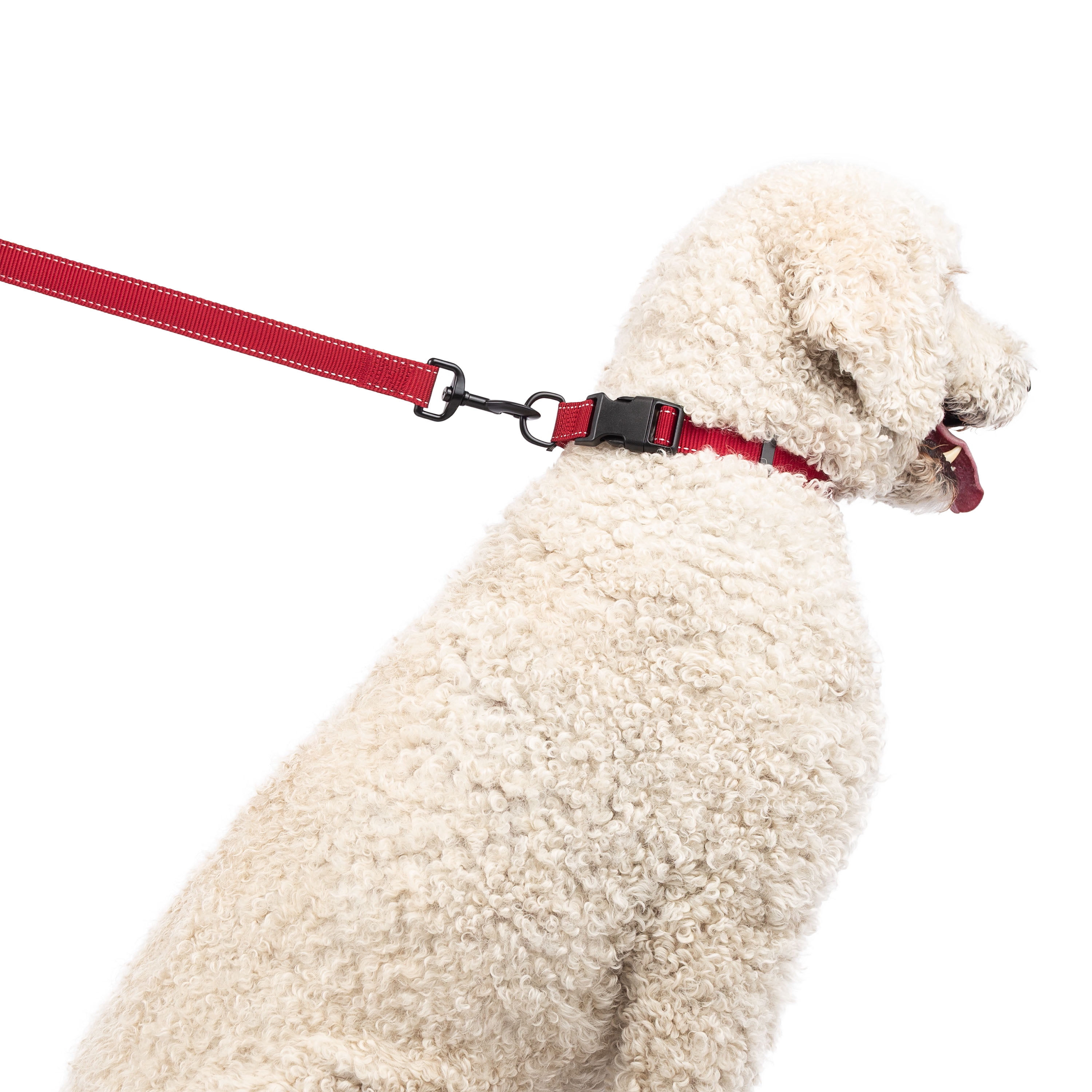 One Paw, Collier à sangle pour chiens, plusieurs couleurs et tailles disponibles