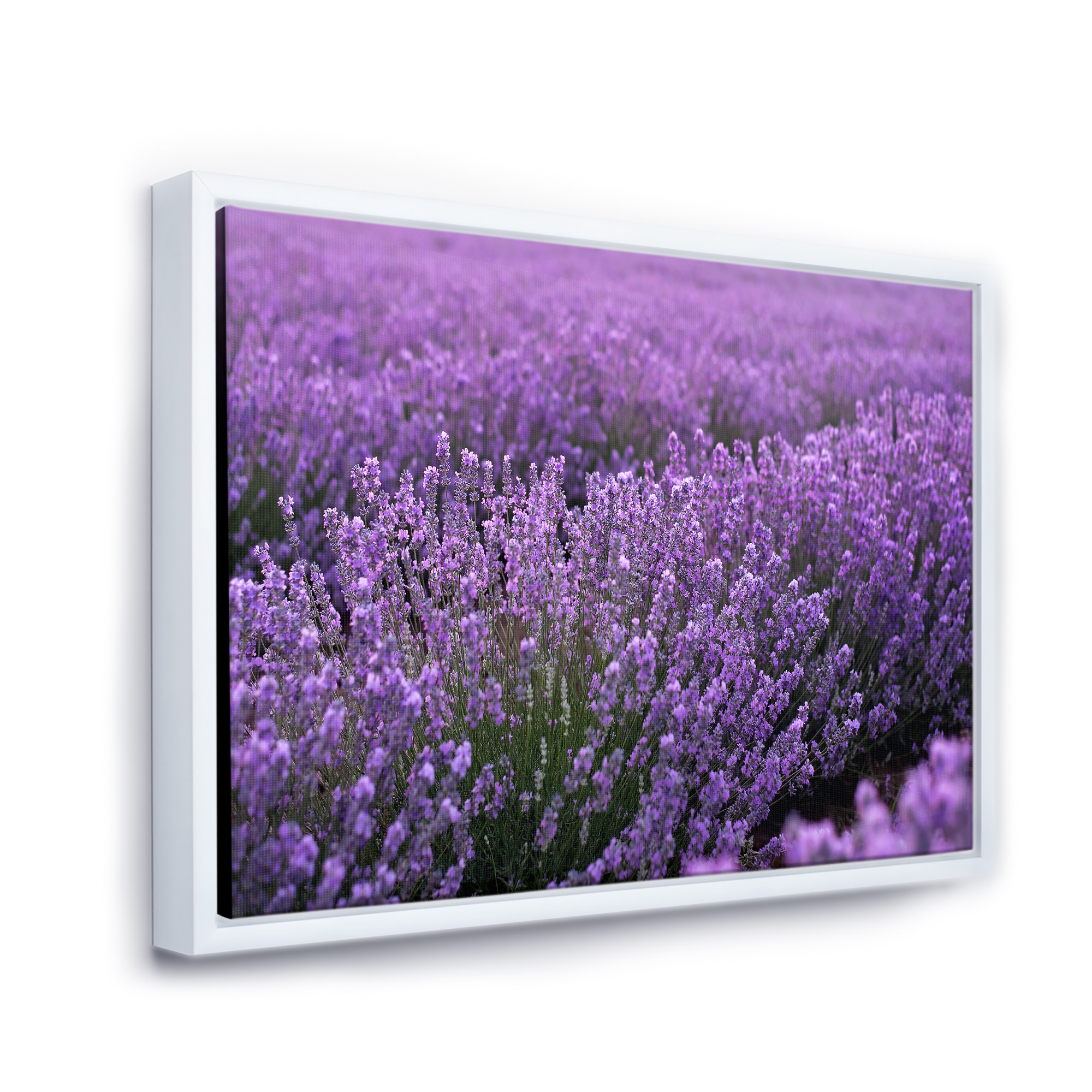 Designart 'Blooming Purple Lavender Meadow' Farmhouse Framed Canvas Wall Art Print