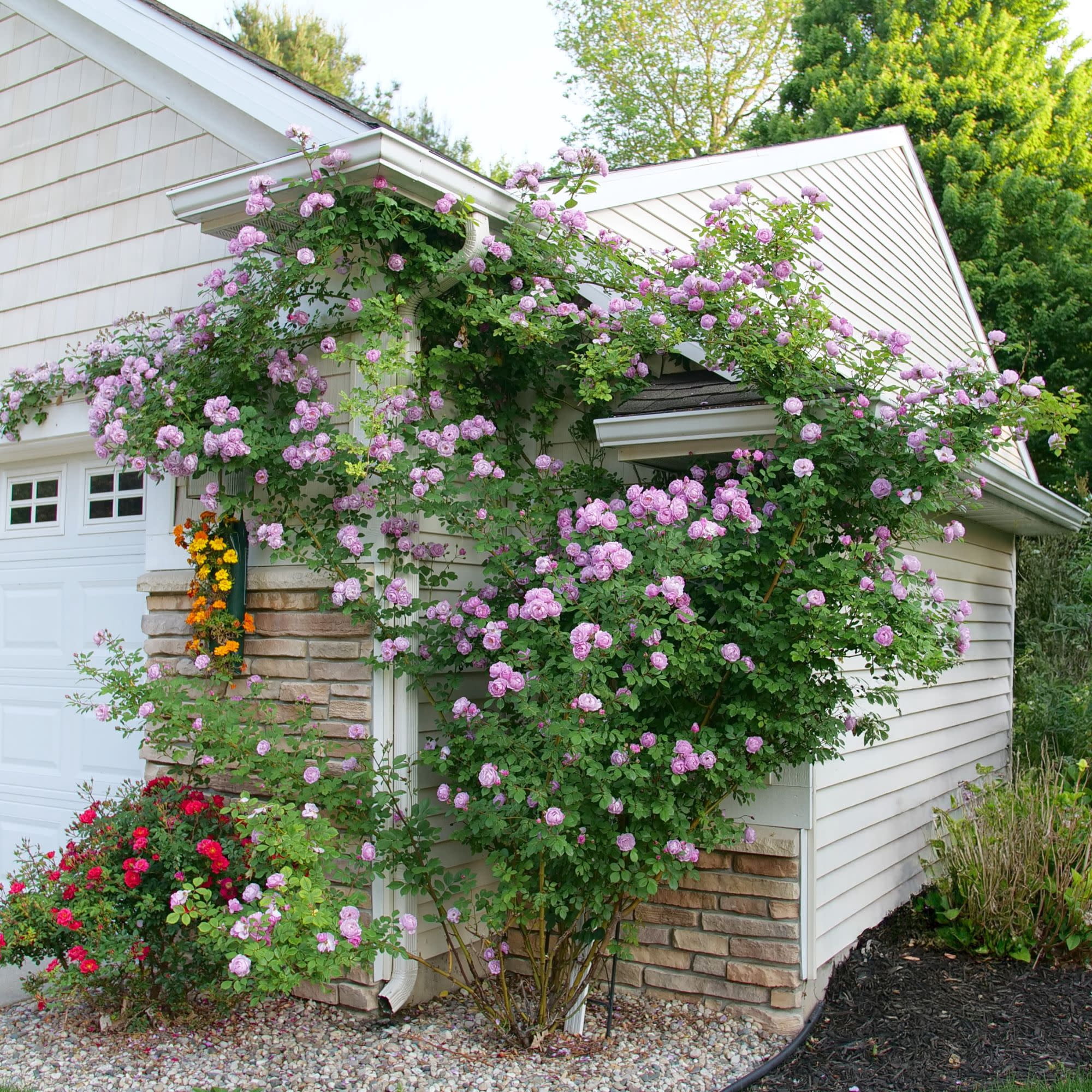 Proven Winners ColorChoice 5" Purple Rise Up Lilac Days Rose Live Plant in 4.5" Pot (4 Count)