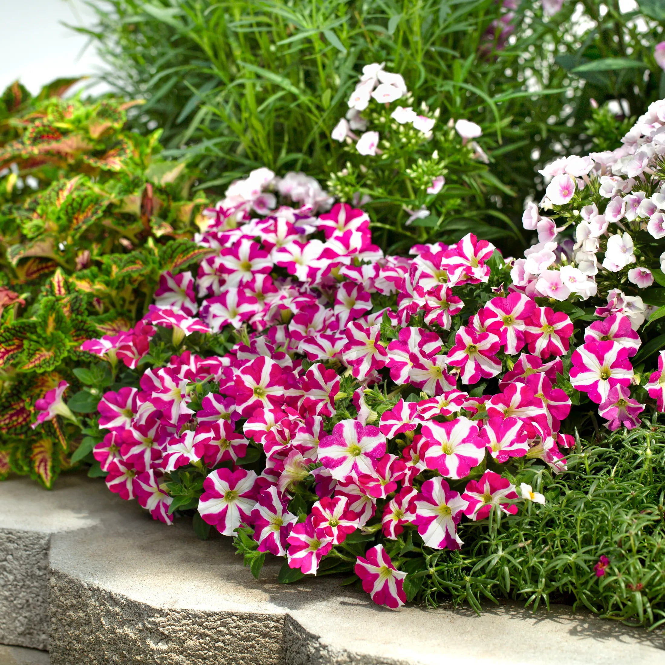Amore 2QT Pink White Petunia Live Annual Plant Sun 3-Pack