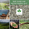 thumbnail image 4 of TODICAMP White Tea Silver Needle Tea - 1 lb of Premium Silver Needle White Tea, 4 of 7