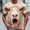A19 Khaki, variant on Men's 3D Sheep Printed Graphic Tee Funny Screaming Animal T-Shirts Short Sleeve O-Neck Casual Novelty Summer Tops Lightweight Breathable Shirt