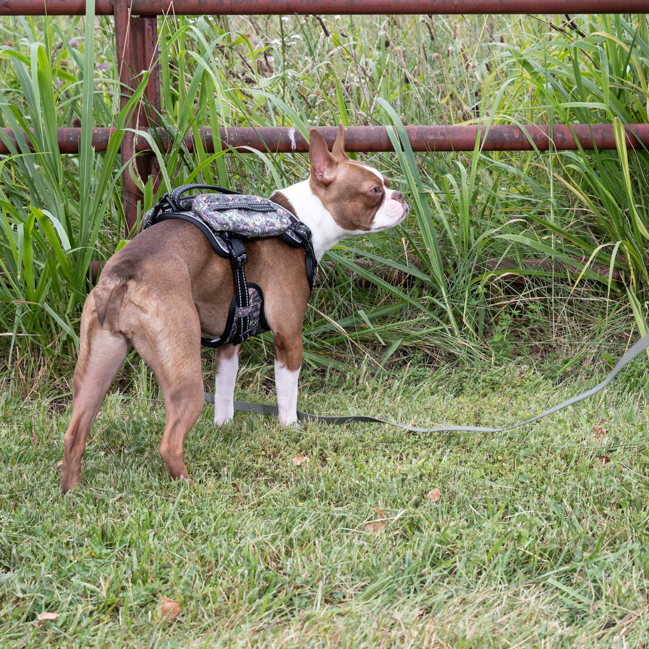 Remington Saddle Bag Dog Harness, Camo, Size S