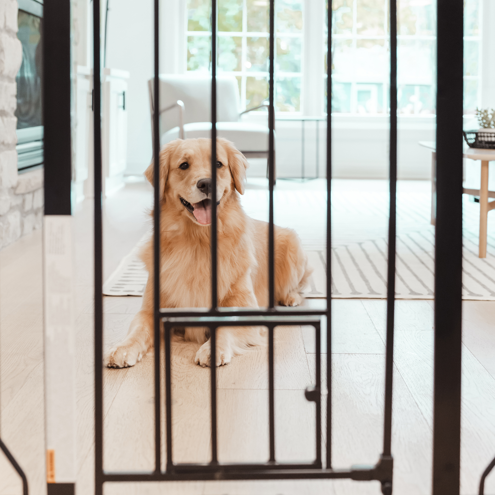 Carlson 36" Extra Tall Walk-Through Pet Gate, Black photo 6