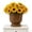 14.5inch, variant on Holloyiver 8 Inch Goblet Planter, Woven Rattan Urn Look Resin Flower Pot with Metal Frame, Brown