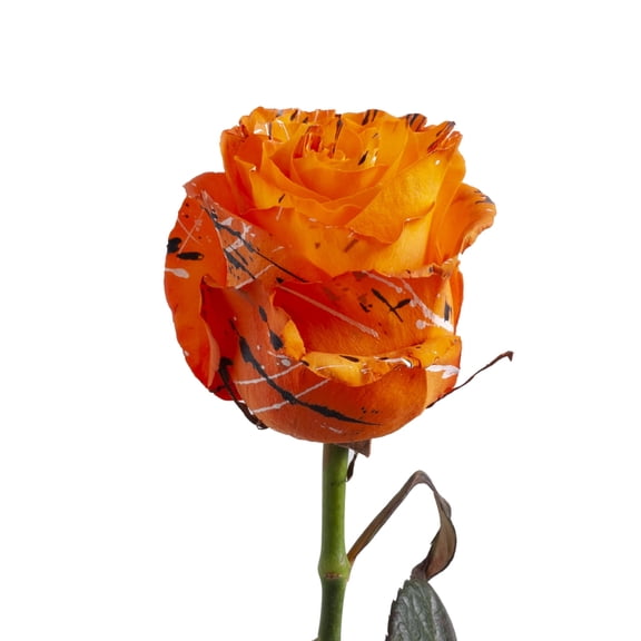 Painted Trick or Treat Confetti Roses - 50 cm - Fresh Cut Flowers - 125 Stems - by Bloomingmore