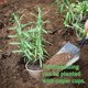thumbnail image 4 of Ollas biodegradables de 100 piezas, olla de plántulas biodegradable, macetas de fibra sin turba, taza de siembra biodegradable, 8cm, redonda, herramientas de jardinería para el hogar Feliz Sencillez, 4 of 5