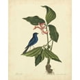 thumbnail image 2 of Catesby, Mark 26x32 Gold Ornate Wood Framed with Double Matting Museum Art Print Titled - Catesby Bird and Botanical IV, 2 of 4