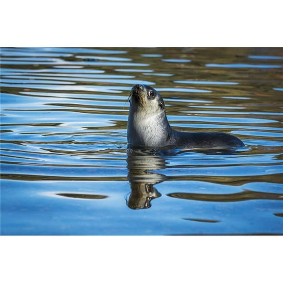 Posterazzi DPI12303645 Antarctic Fur Seal Arctocephalus Gazella Reflected in Rippled Water - Antarcitca Poster Print by Nick Dale, 19 x 12