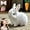 White, variant on Fanyil Bunny Pal, Fanyil Bunnypal, Realistic Bunny Toy, Bunnypal Toy, Bunby - My Realistic Bunnys Toy Wollera Horizons, Interactive Electronic Pets, Jumping|Walk|Shaking Ears (White)