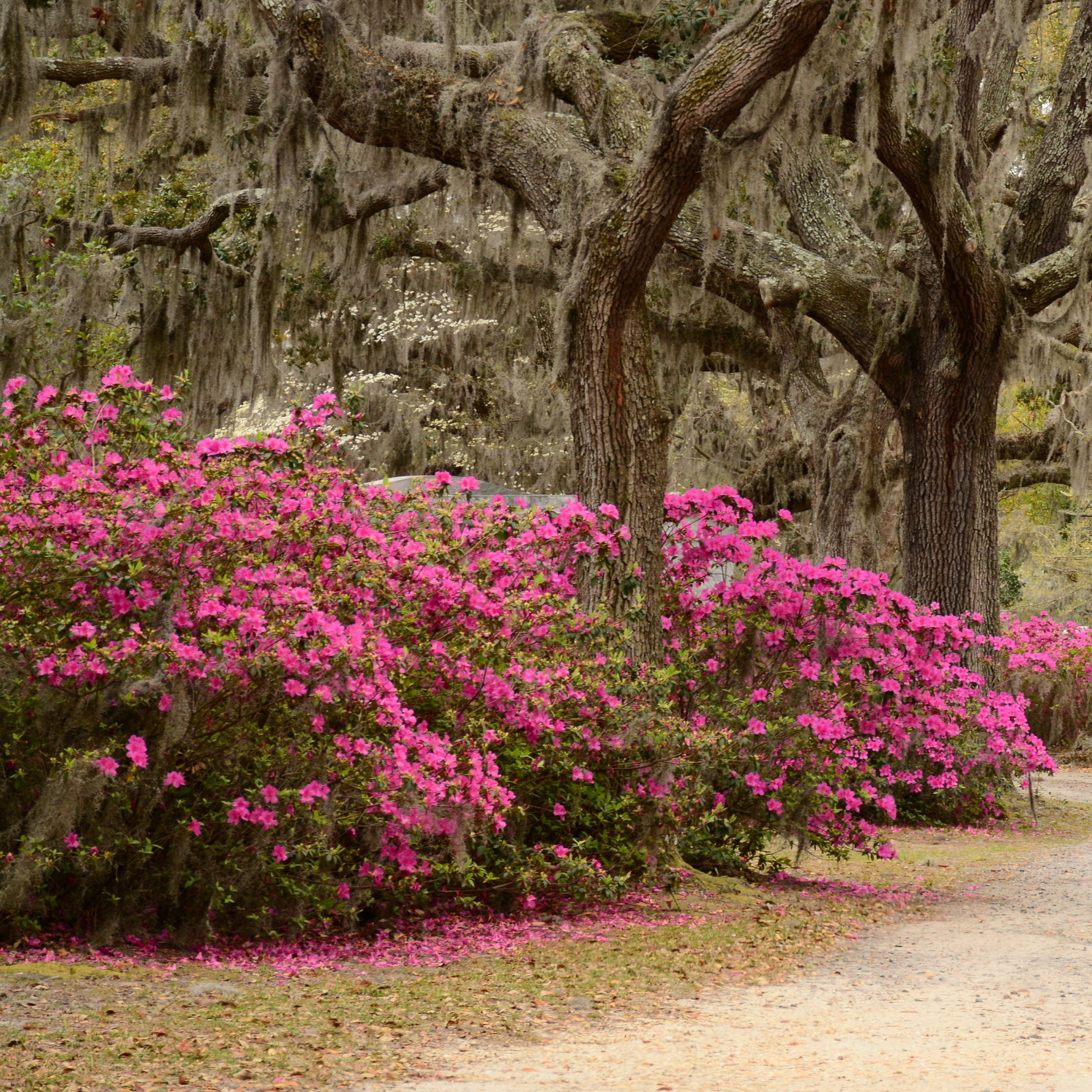3 gal. Azalea Chinzan Flowering Shrub with Pink Blooms