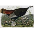 thumbnail image 1 of Wild Turkey (Audubon) - Canvas OR Print Wall Art, 1 of 1
