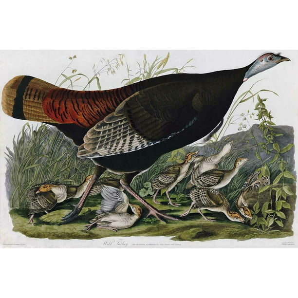 Wild Turkey Audubon Canvas Or Print Wall Art