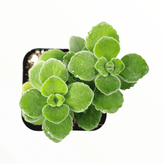 Plectranthus Tomentosa - Vicks Plant Succulent Plant 2 Inch for Indoor Outdoor Home Office Garden Decor