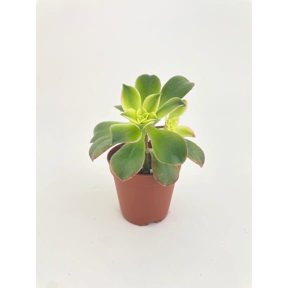 Aeonium 'Kiwi' Succulent | Tricolor Succulent Indirect Sunlight Live Plant, Spoon Shaped Leaves House Plants