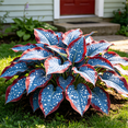 thumbnail image 2 of 2 Hosta Roots-Low‑Maintenance, Easy‑Grow for Garden Beds,Borders,Plant Pots & Planters, 2 of 5