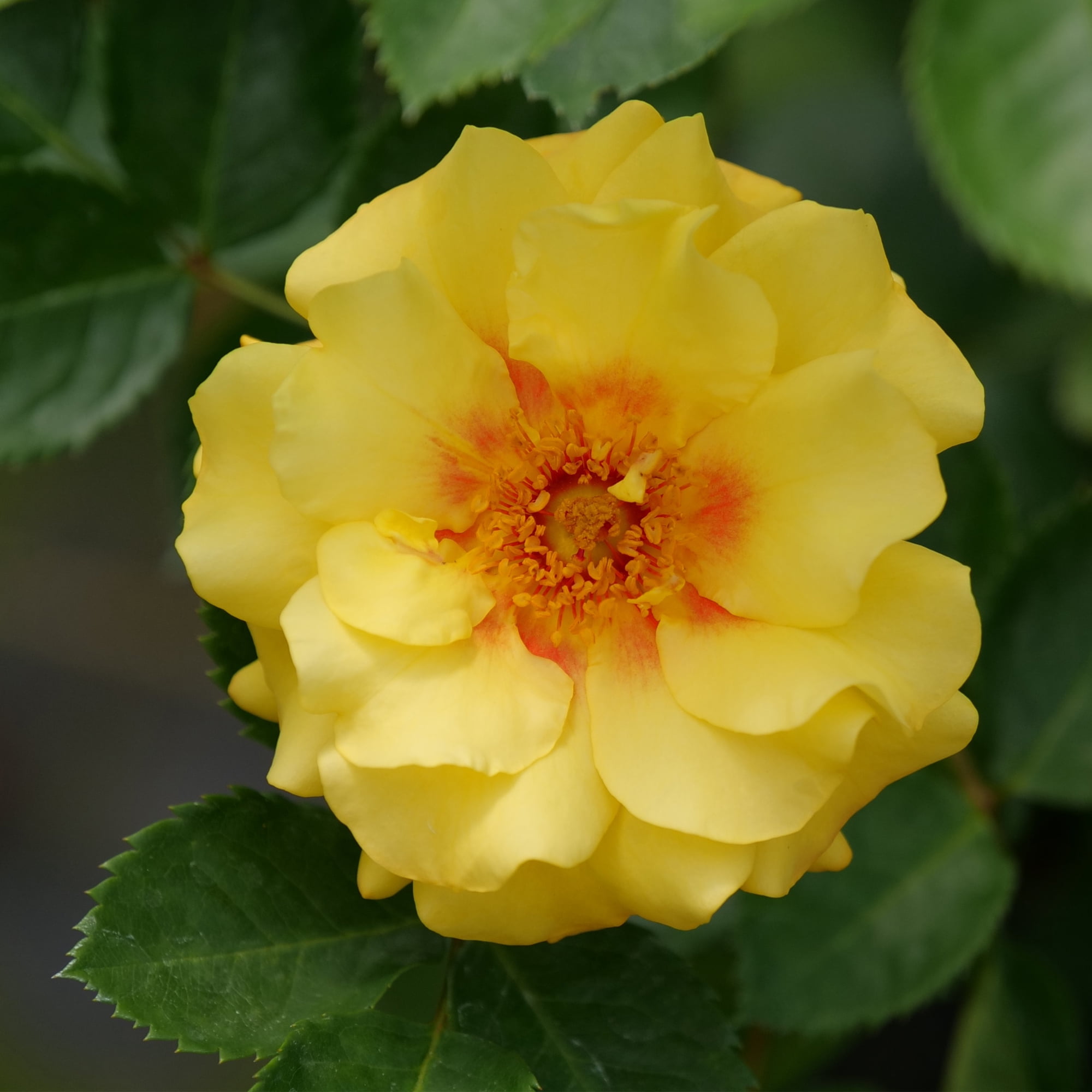 Proven Winners ColorChoice Rise Up Ringo Rose Live Shrub (2 Gallon)