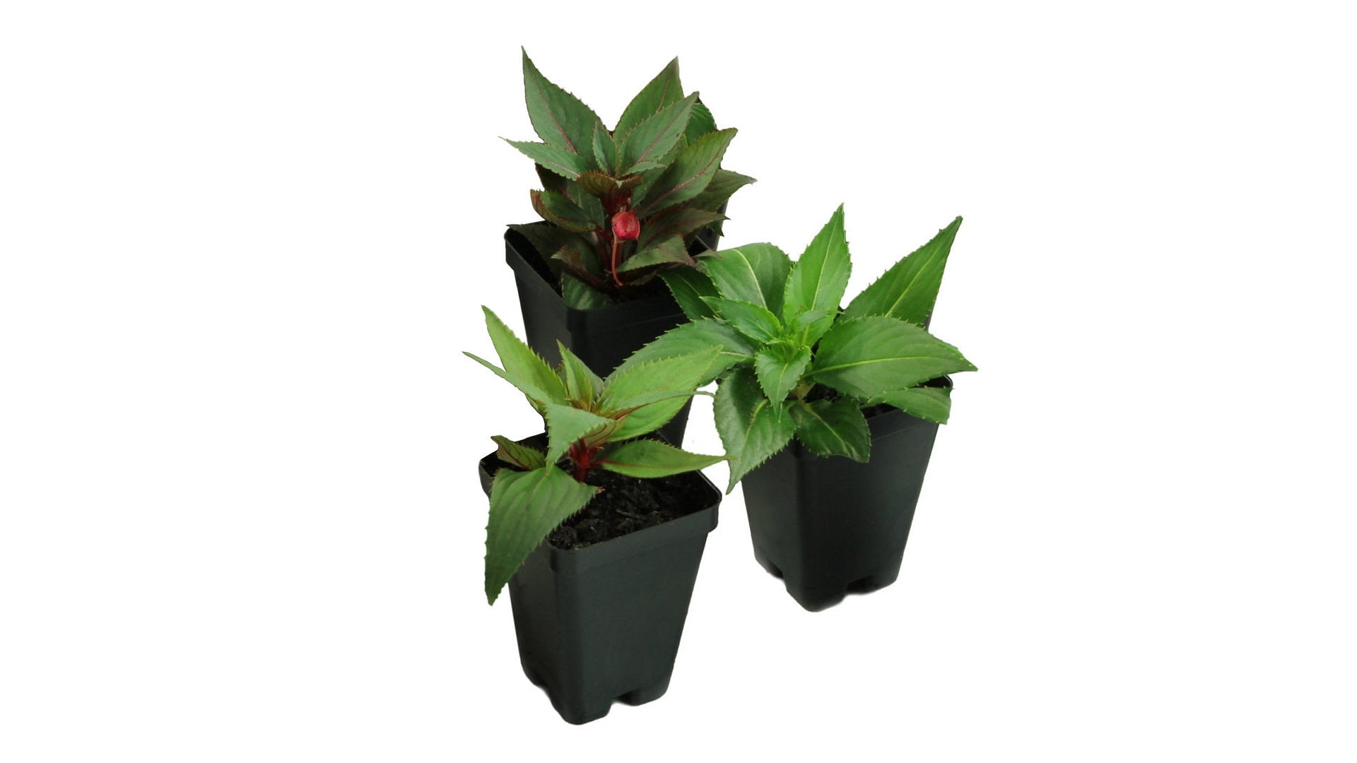 2.5 in. Impatiens Jumbo Splash Vigorous Orange Live Annuals with Filtered Sun 3- Piece