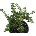 thumbnail image 2 of Bahama Berry - Mounjean Tea - Nashia inaguensis - 4" Pot - Herbal Tea, 2 of 3