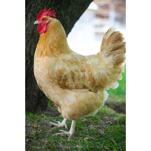 Rooster 3 Photo Art Print Poster, Unframed Poster Wall Art Sold by Art.Com