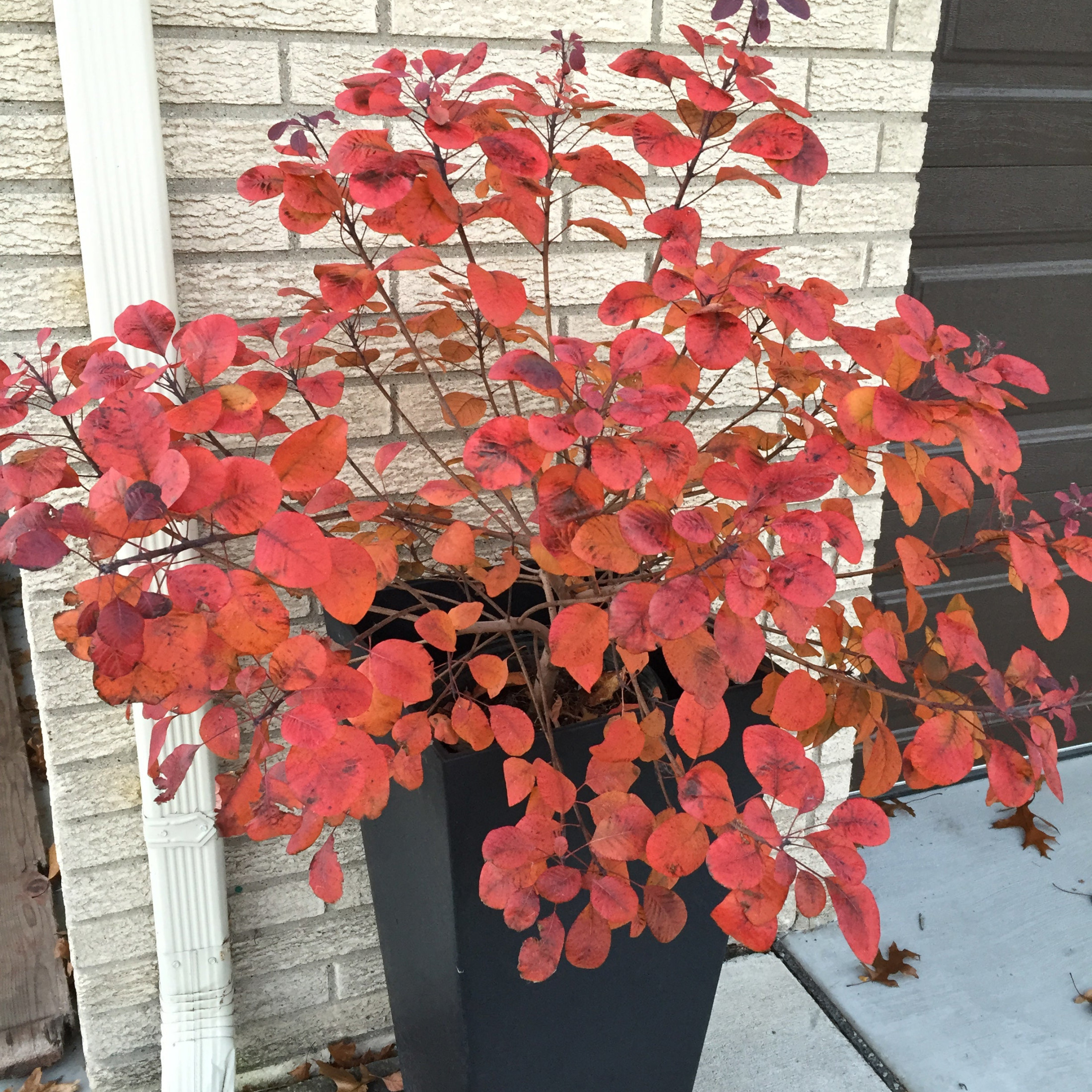 Proven Winners ColorChoice 6" Pink Winecraft Black Smokebush Live Plant in 7.5" Pot