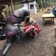 thumbnail image 4 of Disfraz inflable de dinosaurio Piamif para adulto, T-Rex, negro, 4 of 7