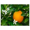 thumbnail image 2 of Orange Blossom - Portrait Canvas Art Print, 2 of 3