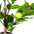 thumbnail image 4 of Nearly Natural 5581 Arbre Artificiel Citron 3 Pieds, 4 of 4