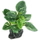 thumbnail image 2 of KAKOWELY Decoración de plantas artificiales para acuarios, pecera ..., 2 of 5
