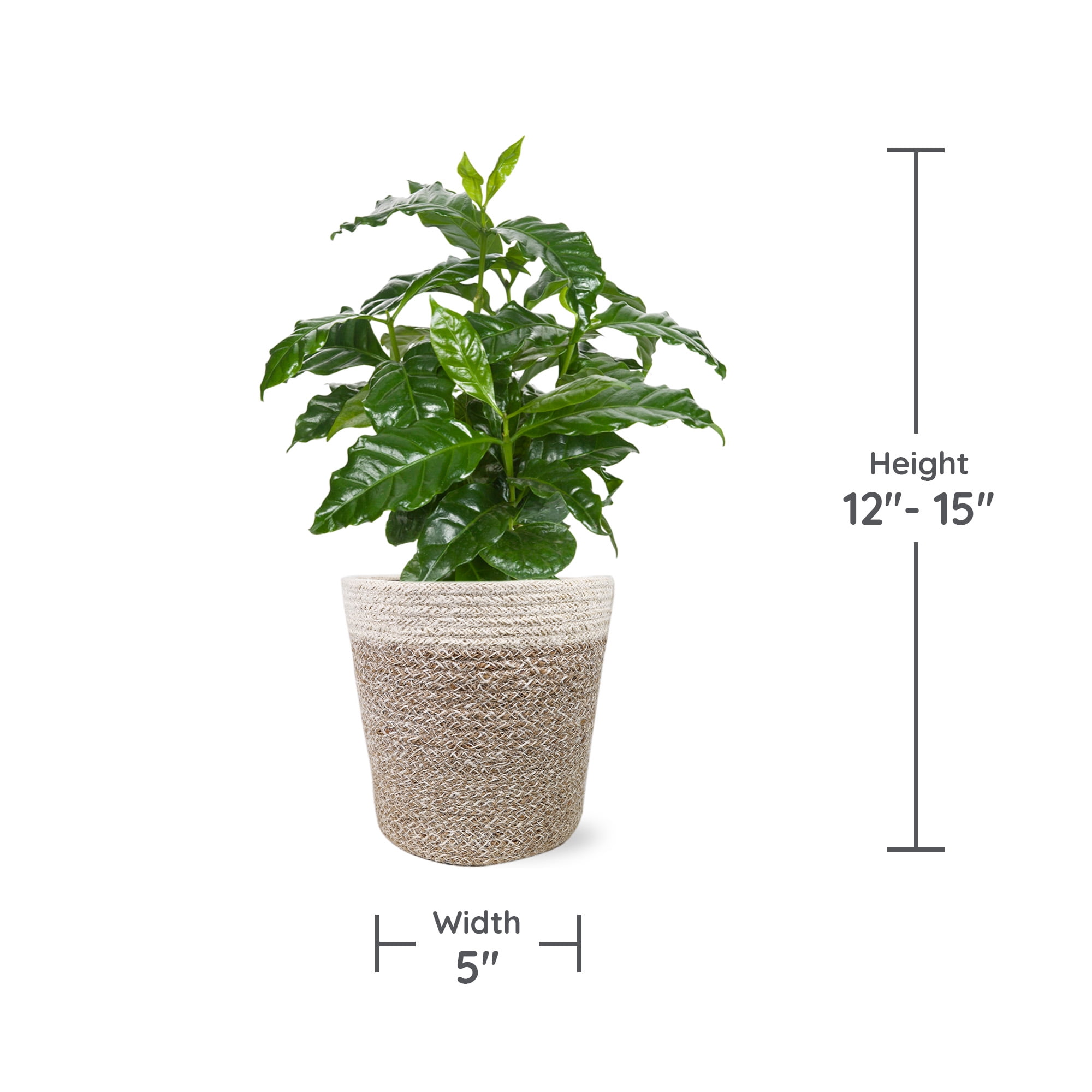 mini money tree Pachira Mini Money Tree | Buy Online | Lucky, LowMaintenance Gift |  Mygreenscape
